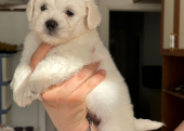 Maltipoo bebekler